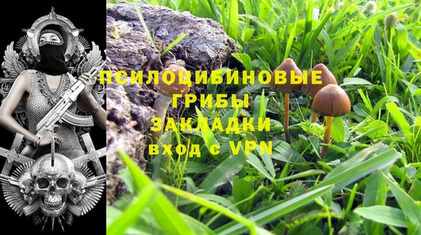 прущие грибы Абинск